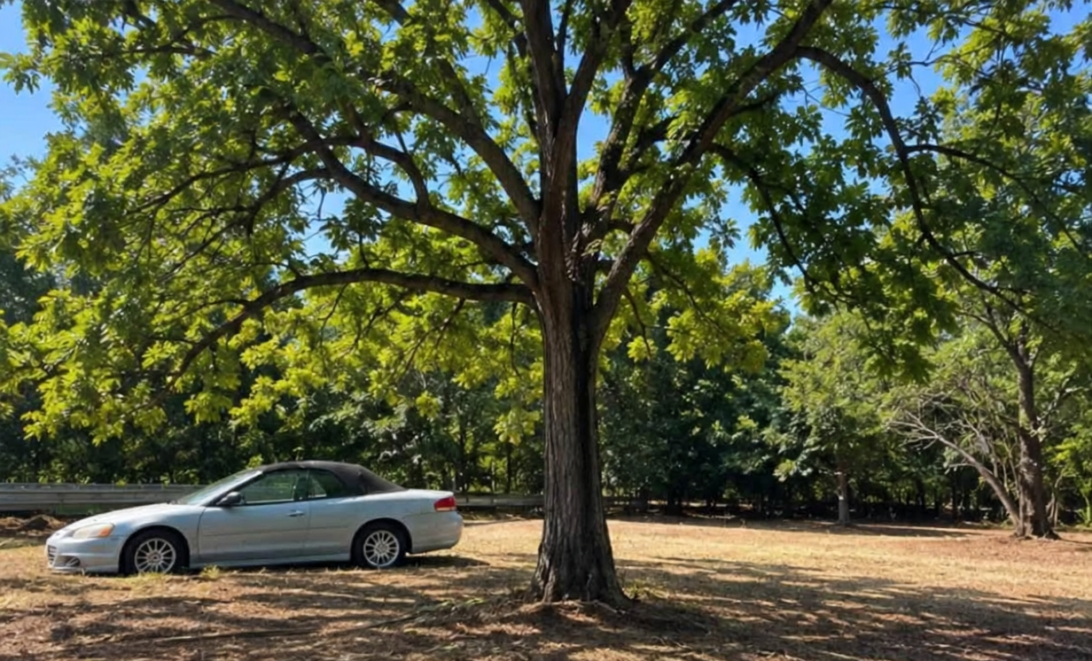 Cleared lot