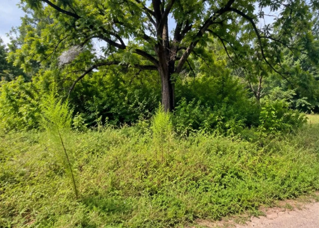 Overgrown brush and trees